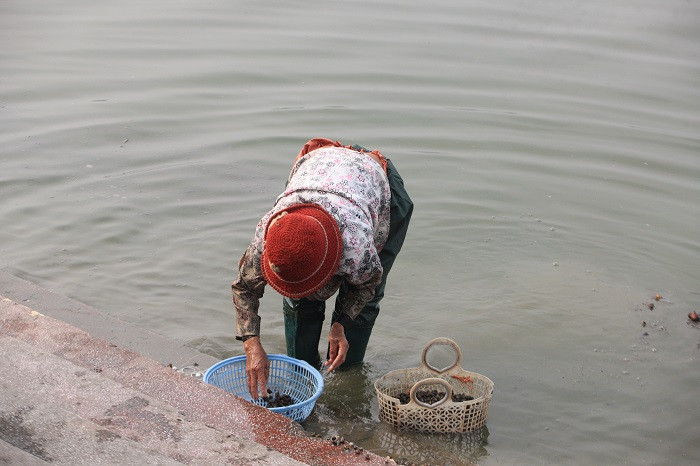 Một số loại cá, ốc mới được phóng sinh được bắt lại ngay sau khi thả. Động vật phóng sinh sau khi thả được đem đi bán lại cho khách có nhu cầu.