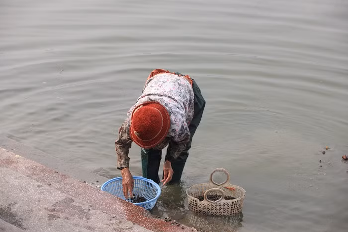 Một số loại cá, ốc mới được phóng sinh được bắt lại ngay sau khi thả. Động vật phóng sinh sau khi thả được đem đi bán lại cho khách có nhu cầu.