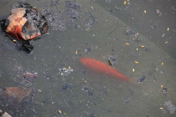 Cá chép mới được thả bơi chung cùng tro vàng mã.