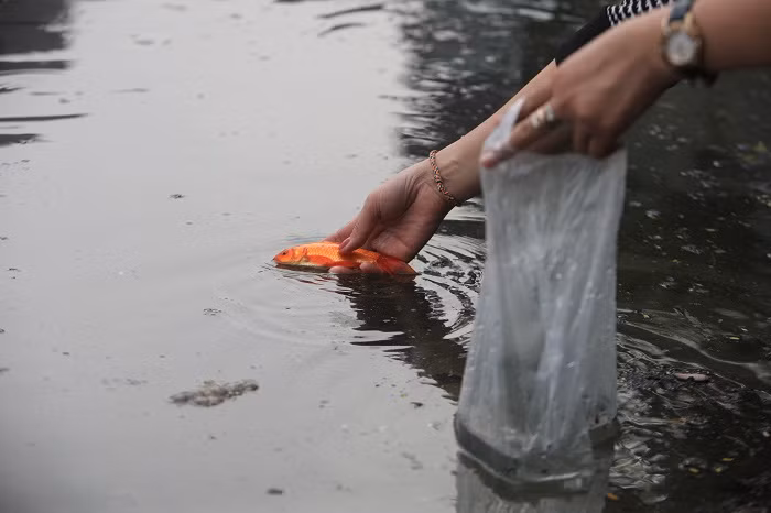 Từ hôm qua (ngày 27/1) tức 22 tháng Chạp, nhiều người dân Hà Nội mang cá chép ra thả tại các sông, hồ để tiễn ông Công ông Táo về trời. Ngày ông Công, ông Táo (23 tháng Chạp Âm lịch) năm nay trùng với thứ 2 đầu tuần nên nhiều gia đình đã làm lễ sớm hơn để các ''vị thần bếp'' lên chầu trời .