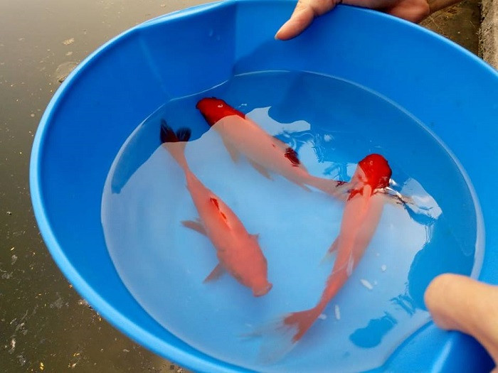 Trên thị trường, giá bán cá chép từ 10.000 đồng - 20.000 đồng/con.