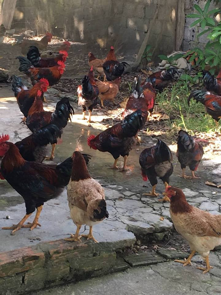 Sợ thực phẩm bẩn, dân thành phố săn sản vật rừng đón tết - Hình 2 So thuc pham ban, dan thanh pho san san vat rung don tet-Hinh-2