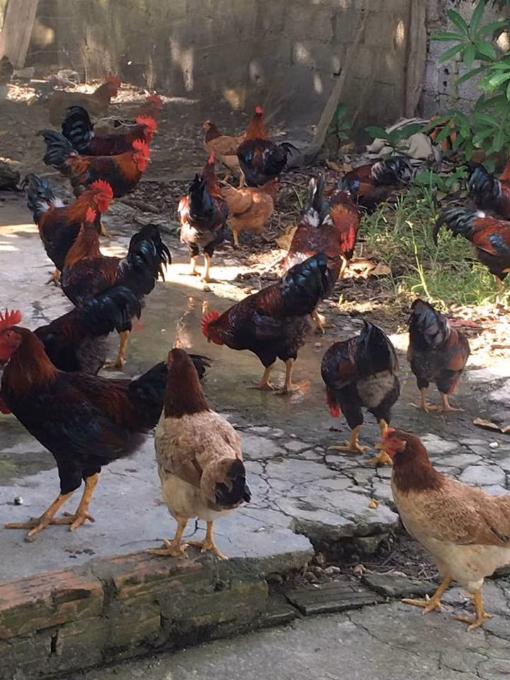 Sợ thực phẩm bẩn, dân thành phố săn sản vật rừng đón tết - Hình 2 So thuc pham ban, dan thanh pho san san vat rung don tet-Hinh-2