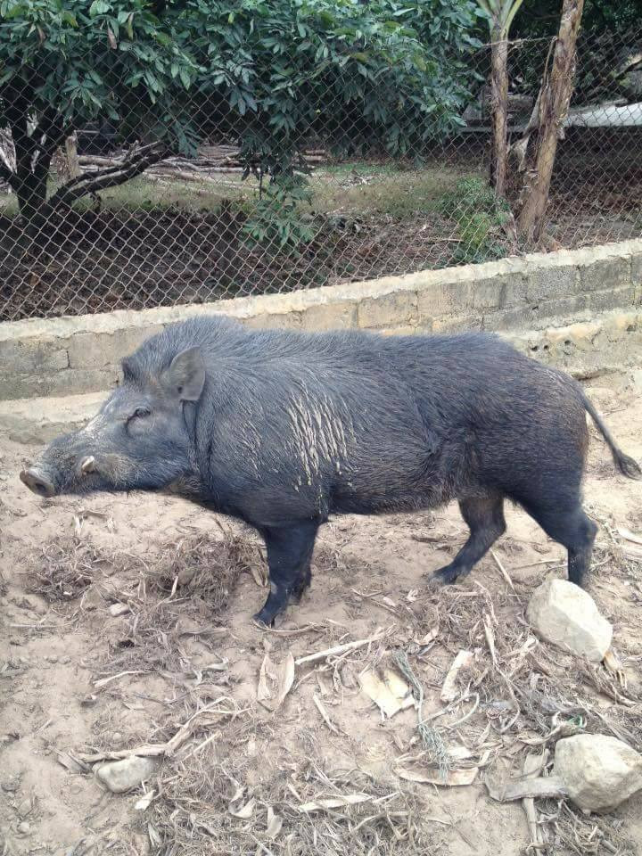 Sợ thực phẩm bẩn, dân thành phố săn sản vật rừng đón tết - Hình 3 So thuc pham ban, dan thanh pho san san vat rung don tet-Hinh-3