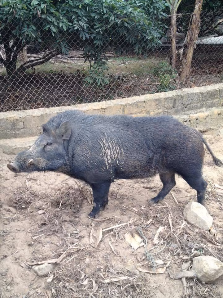 Sợ thực phẩm bẩn, dân thành phố săn sản vật rừng đón tết - Hình 3 So thuc pham ban, dan thanh pho san san vat rung don tet-Hinh-3