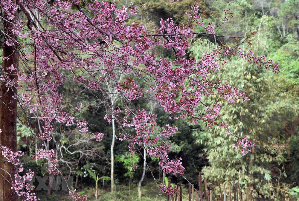 Tớ Dày thuộc loại thân gỗ, tán rộng, quen mọc ở trên những sườn đồi, triền núi, hay những thung sâu.(Ảnh: Xuân Tiến/TTXVN)
