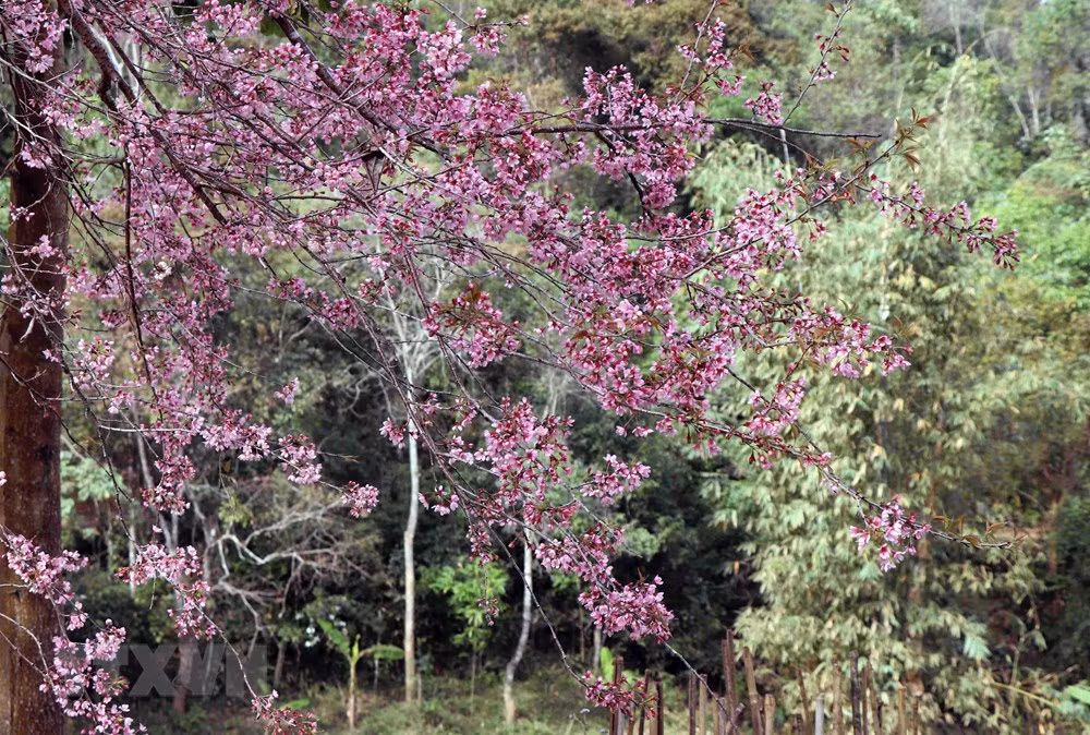 Tớ Dày thuộc loại thân gỗ, tán rộng, quen mọc ở trên những sườn đồi, triền núi, hay những thung sâu.(Ảnh: Xuân Tiến/TTXVN)