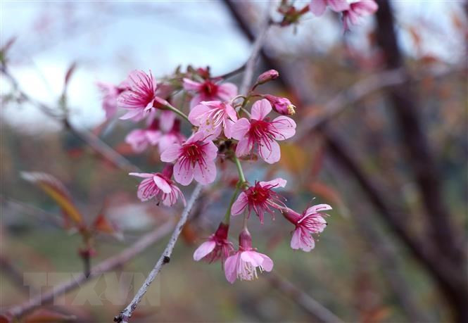 Hoa Tớ Dày có năm cánh hồng như hoa đào, nhưng khi nở thì kết chùm, nhụy hoa rất dài, màu đỏ thắm, rất bắt mắt.(Ảnh: Xuân Tiến/TTXVN)