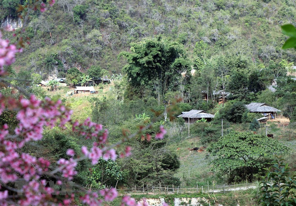 Khi hoa Tớ Dày nở, bản làng vùng cao, núi rừng như được khoác lên màu áo mới.(Ảnh: Xuân Tiến/TTXVN)