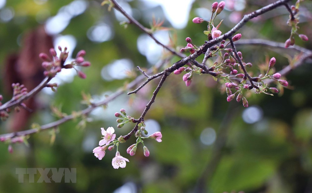 Bước vào tháng 11, năng lượng của cây sau quá trình gạn lọc, chắt chiu trong những ngày nắng nóng, mưa lạnh sẽ đổ dồn, tích tụ lên từng chồi non, nụ hoa.(Ảnh: Xuân Tiến/TTXVN)