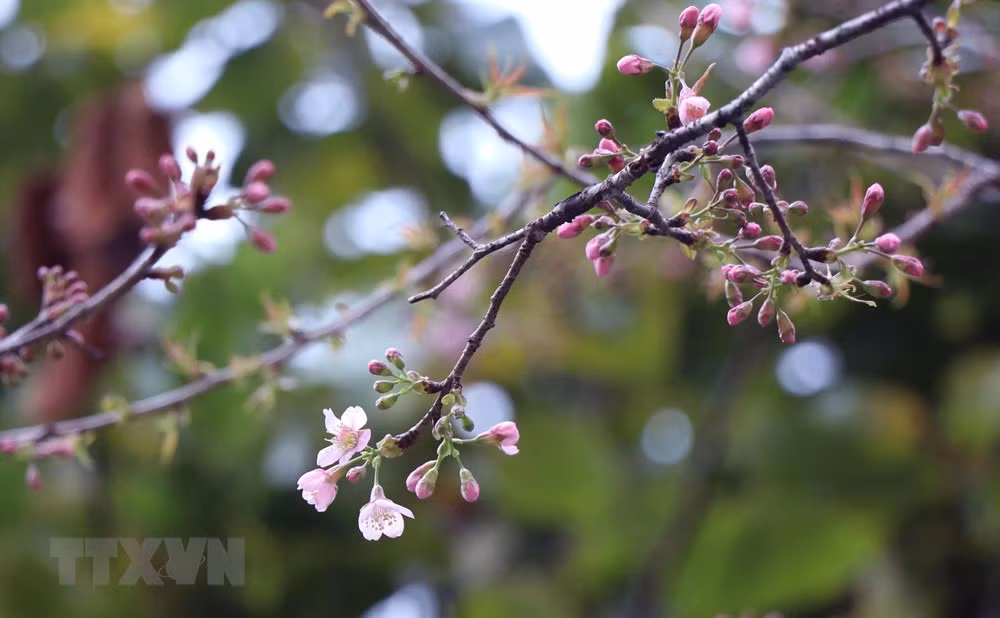 Bước vào tháng 11, năng lượng của cây sau quá trình gạn lọc, chắt chiu trong những ngày nắng nóng, mưa lạnh sẽ đổ dồn, tích tụ lên từng chồi non, nụ hoa.(Ảnh: Xuân Tiến/TTXVN)