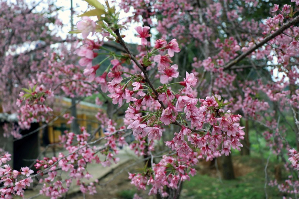 Hoa và lộc non của hoa Tớ Dày cùng nảy nở, sinh sôi, nhưng lá non đã bị màu phớt hồng, đỏ rực của cánh hoa và nhụy hoa, kết nối thành từng chùm lấn át, giành lấy quyền sặc sỡ, tô điểm không gian. (Ảnh: Xuân Tiến/TTXVN)