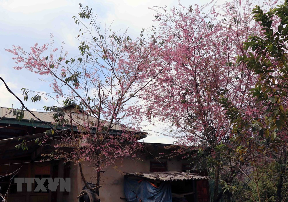 Hoa Tớ Dày bung nở bên hiên nhà của cộng đồng dân tộc Mông ở vùng cao Điện Biên Đông.(Ảnh: Xuân Tiến/TTXVN)