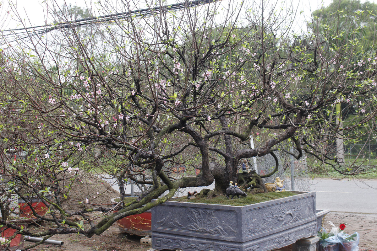 Vẻ đẹp của gốc đào ta nguyên bản 5 cánh độc nhất vô nhị của nhà vườn. Anh Đông cho biết mình sẽ cho thuê gốc đào này với giá khoảng 50 triệu, chỉ bán đứt với giá 200 triệu.