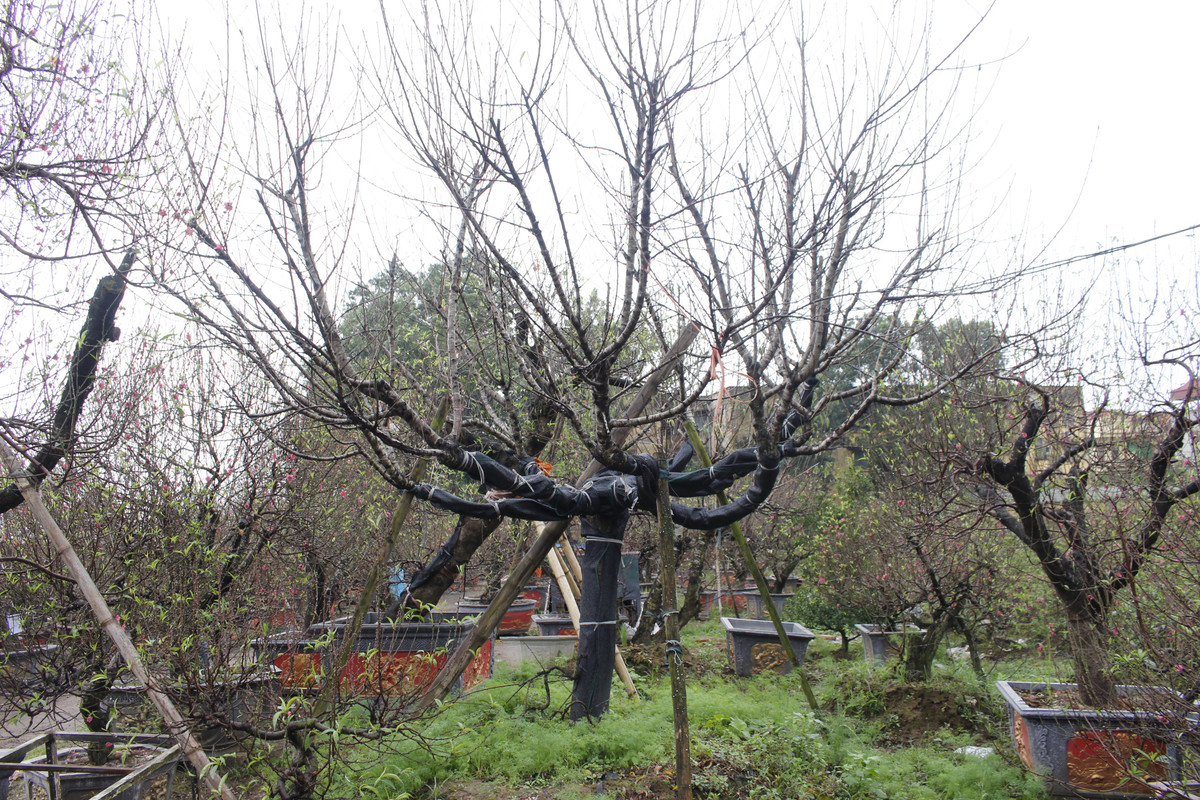 Những cây đào rừng lớn được trồng xuống đất và được bọc lưới đen.