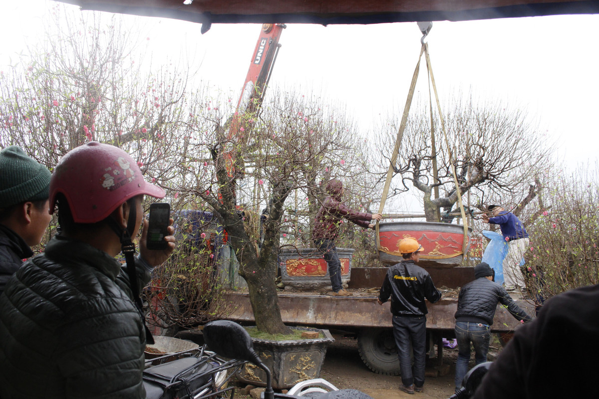 Thời điểm này những gốc đào đẹp gần như đã bán hết.