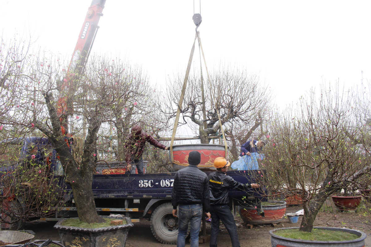 Mỗi ngày ông Kỳ chạy khoảng 3-4 chuyến từ Ninh Bình đến thôn Vân Tảo để vận chuyển đào về thành phố Ninh Bình phục vụ người dân chơi Tết.