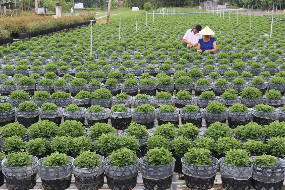 Làng hoa Sa Đéc (Đồng Tháp) tích cực chăm sóc hơn 3 triệu giỏ hoa để kịp nở vào đúng dịp Tết.