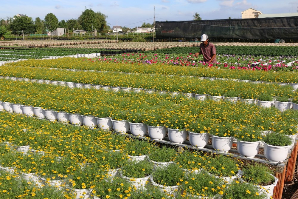 Người dân ươm trồng, tính toán thời điểm hoa bung nở phải đúng dịp Tết Nguyên đán 2019.