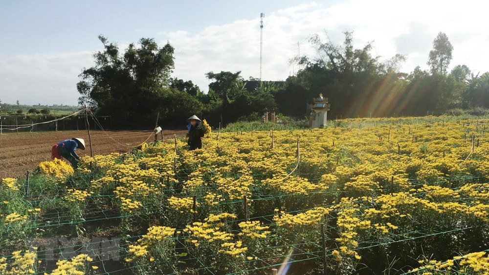 Người trồng hoa tất bật chuẩn bị.
