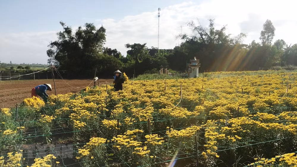 Người trồng hoa tất bật chuẩn bị.