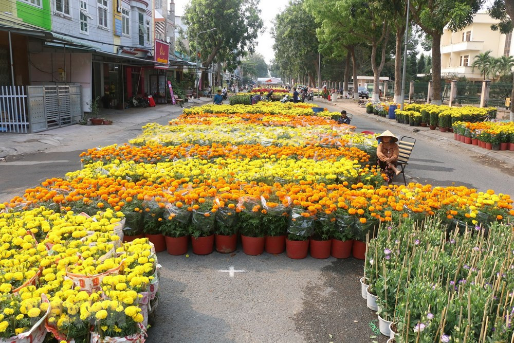 Các chậu hoa rực rỡ sắc màu.