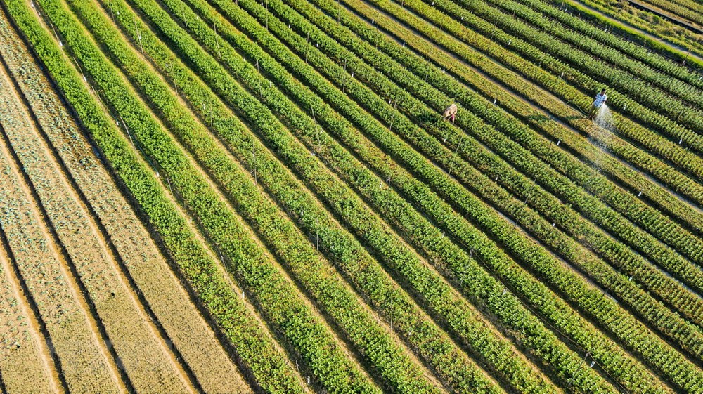 Các hộ trồng hoa ở xã Ninh Phúc (Ninh Bình) gieo trồng chăm sóc hoa vụ Tết.