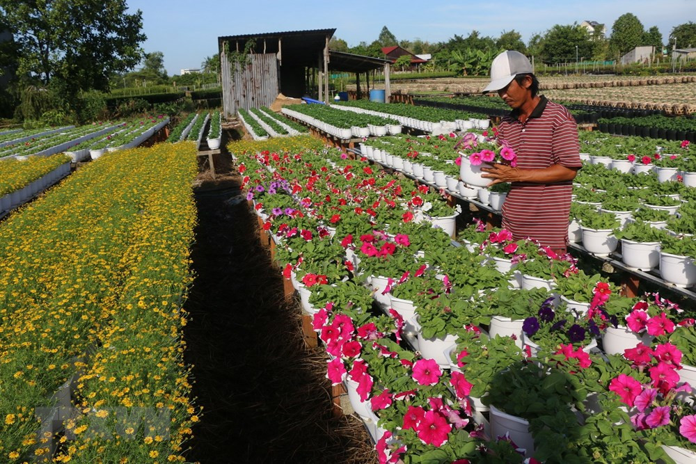 Người trồng hoa kỳ vọng một mùa bội thu.