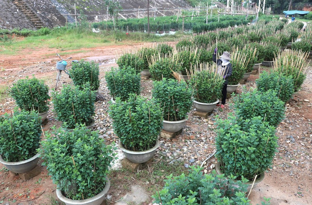 Làng hoa An Lạc (Quảng Trị) có gần 100 hộ tham gia trồng trên 30.000 chậu hoa, trong đó chủ yếu là hoa cúc phục vụ Tết.