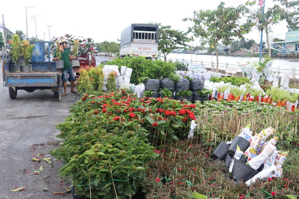 Phường Tân Quy Đông và xã Tân Khánh Đông (Sa Đéc, Đồng Tháp) có hơn 2.300 hộ sản xuất hoa kiểng các loại.