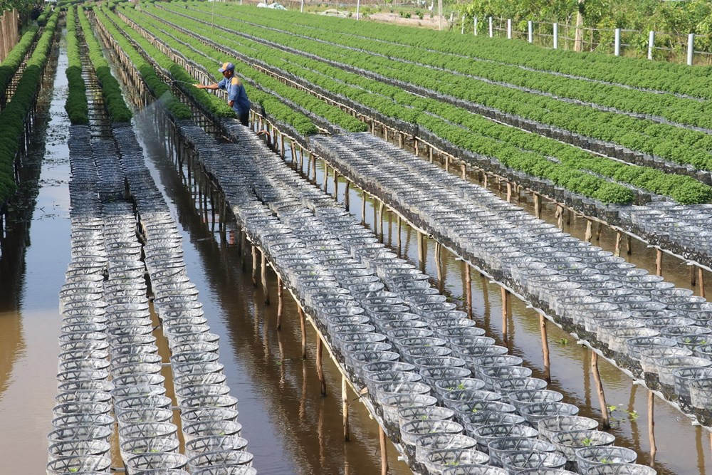 Làng hoa Sa Đéc (Đồng Tháp) tích cực chăm sóc hơn 3 triệu giỏ hoa để kịp nở vào đúng dịp Tết.
