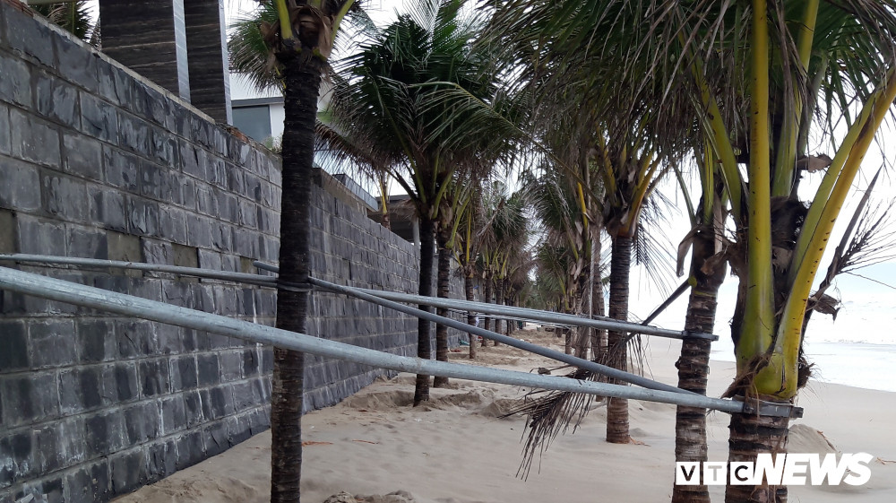 Anh: Sat thep quay chang chit tram cay dua bai bien Da Nang-Hinh-3