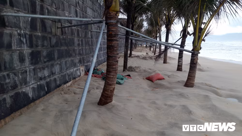 Anh: Sat thep quay chang chit tram cay dua bai bien Da Nang-Hinh-2