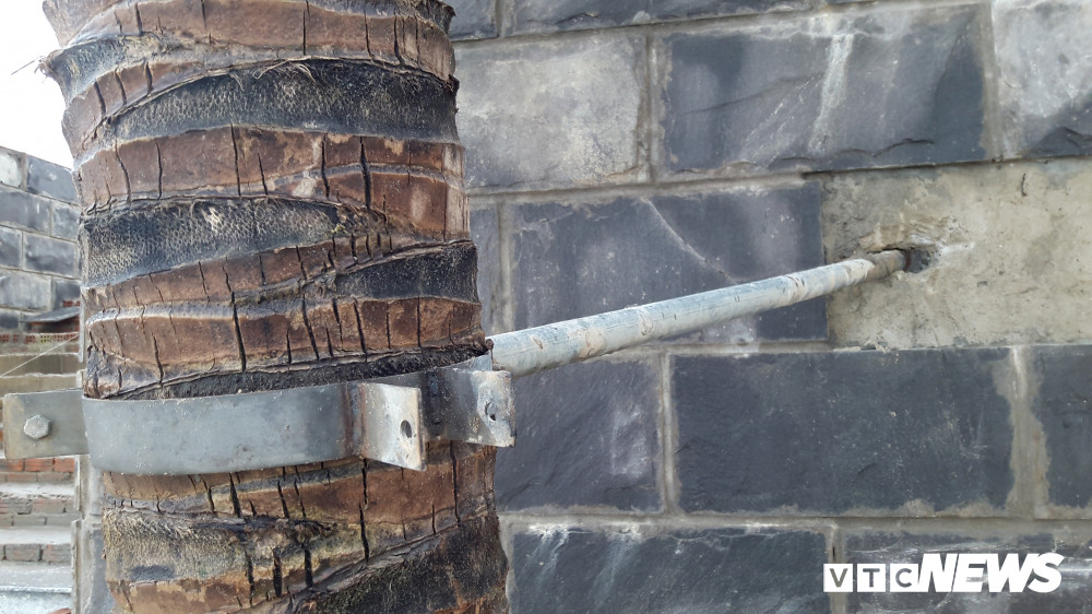 Anh: Sat thep quay chang chit tram cay dua bai bien Da Nang-Hinh-4