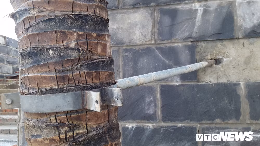 Anh: Sat thep quay chang chit tram cay dua bai bien Da Nang-Hinh-4