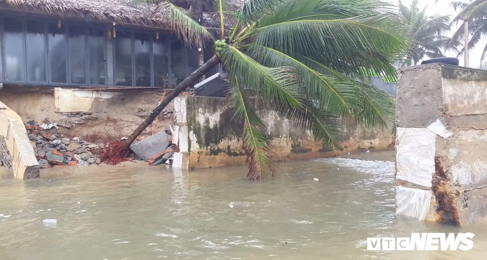 Anh: Sat thep quay chang chit tram cay dua bai bien Da Nang-Hinh-9