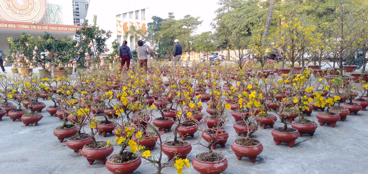 Hầu hết mai vàng đang vào độ "chín", hoa đã bắt đầu bung nở.