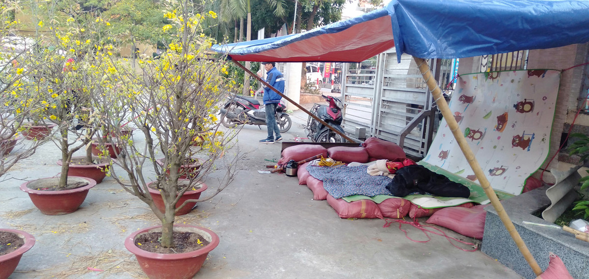 Để trông giữ số hoa Tết, anh Linh phải ngủ lại qua đêm.