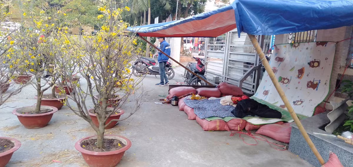 Để trông giữ số hoa Tết, anh Linh phải ngủ lại qua đêm.