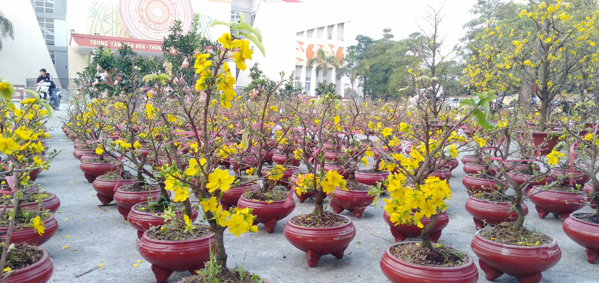 Những bông mai vàng khoe sắc rực rỡ.