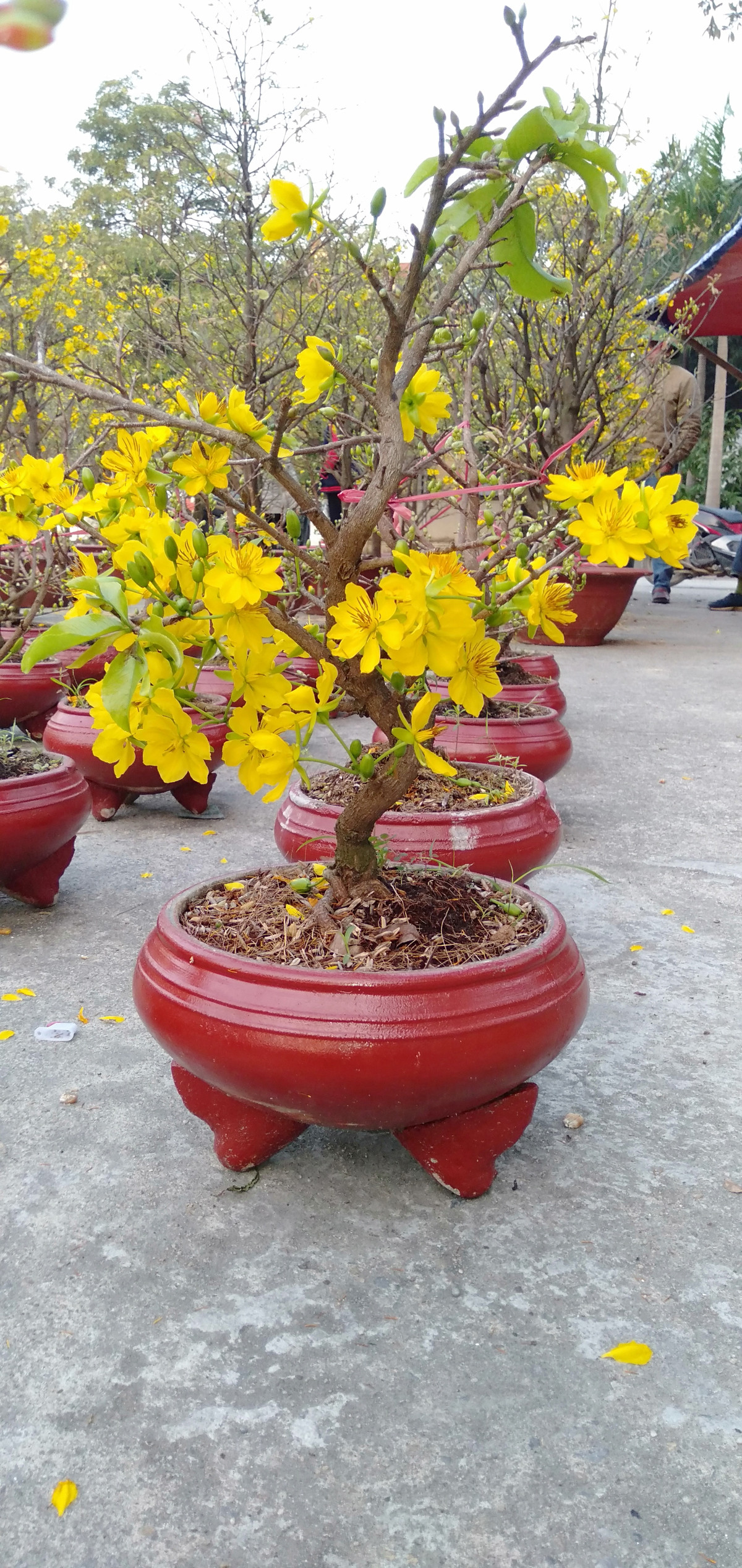 Mặc dù hoa đã bung nở nhưng cây mai có rất nhiều nụ, anh Linh cho biết, nếu thời tiết thuận lợi thì hoa sẽ nở rộ đúng dịp Tết. Vì vậy, người dân không cần lo việc hoa nở sớm.