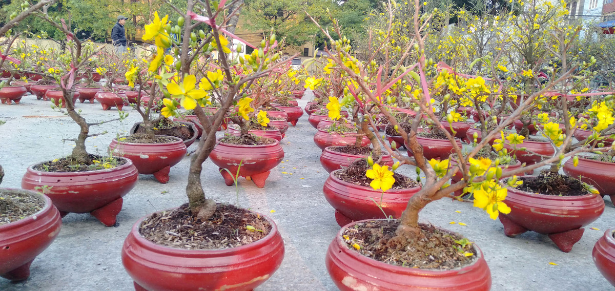 Những chậu cây mai nhỏ này có rất nhiều hoa, những nụ nhỏ sẽ nở hoa đúng dịp Tết.