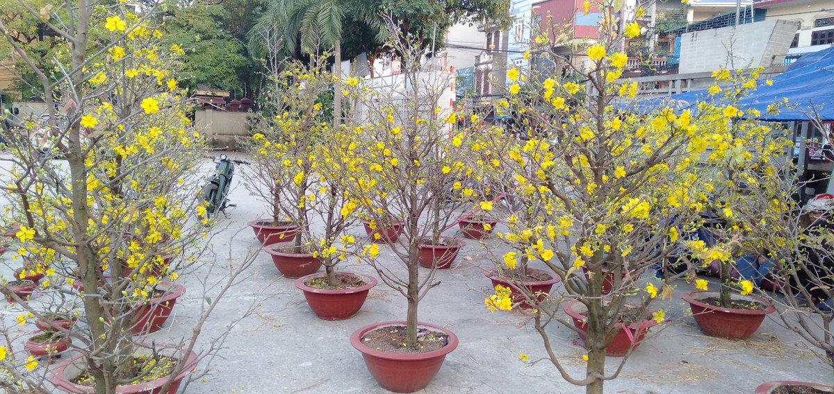 Bên cạnh những cây mai nhỏ, Anh Linh còn có những cây mai to để khách tới lựa chọn, giá của những cây mai này dao động từ 2 - 5 triệu đồng.