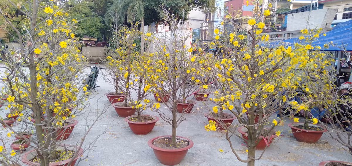 Bên cạnh những cây mai nhỏ, Anh Linh còn có những cây mai to để khách tới lựa chọn, giá của những cây mai này dao động từ 2 - 5 triệu đồng.