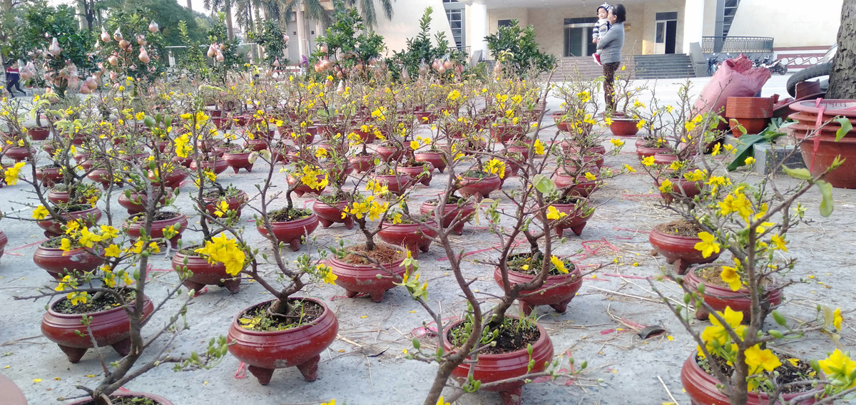 Nhiều người quan niệm, sắc đỏ của hoa đào mang lại may mắn thì sắc vàng hoa mai mang lại sự đủ đầy, thịnh vượng cho năm mới.