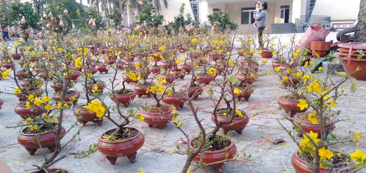 Nhiều người quan niệm, sắc đỏ của hoa đào mang lại may mắn thì sắc vàng hoa mai mang lại sự đủ đầy, thịnh vượng cho năm mới.