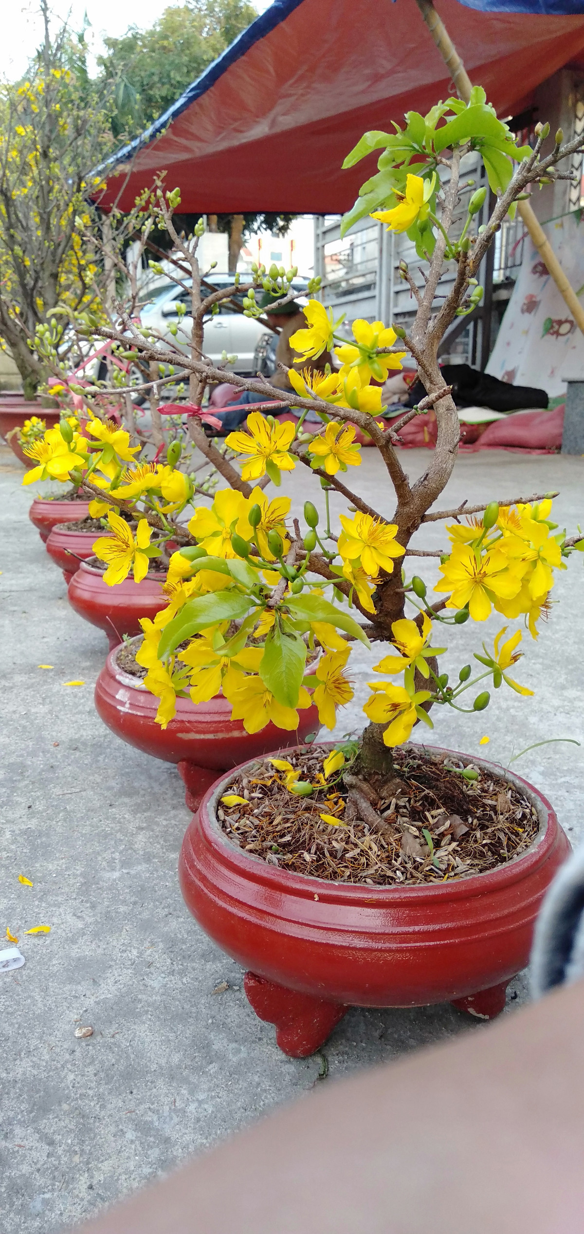 Cây mai vàng loại nhỏ này có giá từ 300.000 - 600.000 đồng.