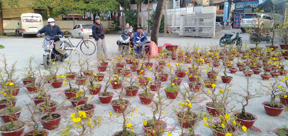 Ngoài mai, anh Nguyễn Chí Linh cũng sẽ bày bán thêm đào và quất để phục vụ đông đảo người dân.