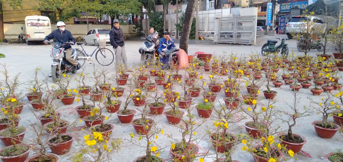 Ngoài mai, anh Nguyễn Chí Linh cũng sẽ bày bán thêm đào và quất để phục vụ đông đảo người dân.