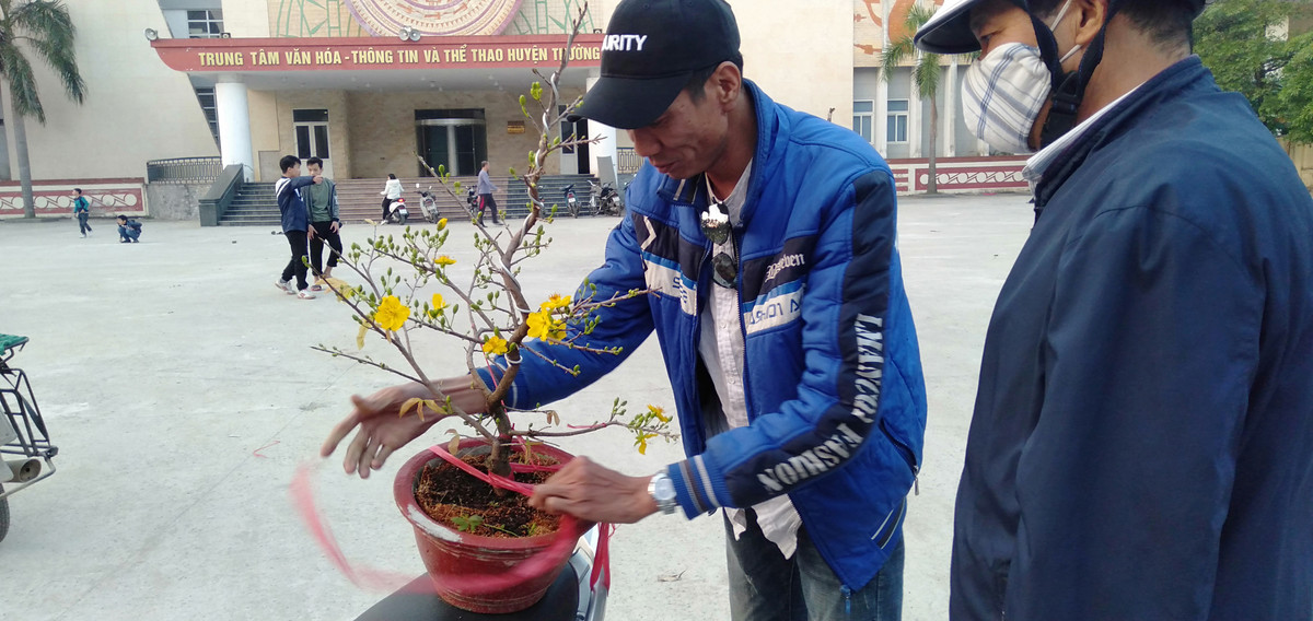 Một vị khách chọn được cho mình chậu mai vàng.